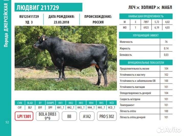 Телочка джерсейская