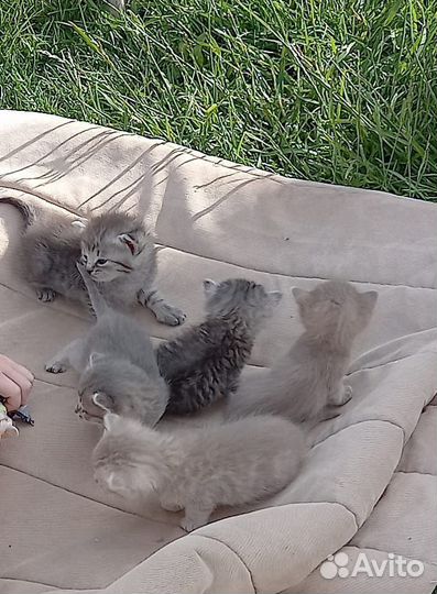 Котята в добрые руки