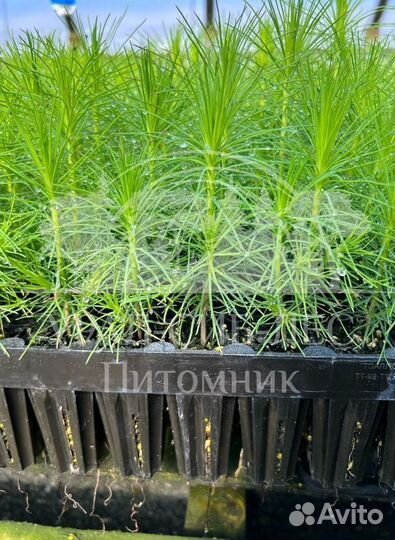 Зкс Сосна сеянцы Ели Лиственницы окс Голуб Горная