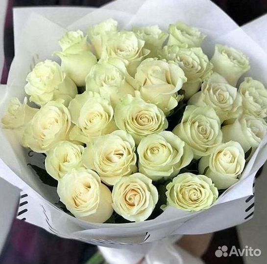 Розы гиганты 140 150 160 170 180 200