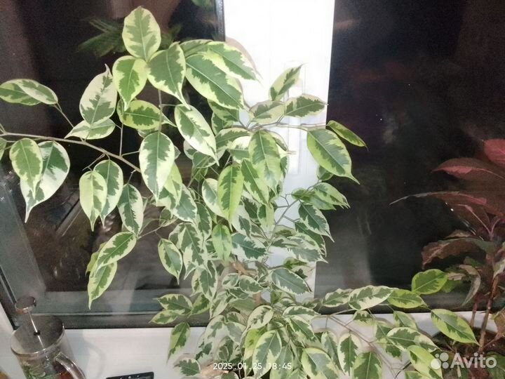 Фикус бенджамина