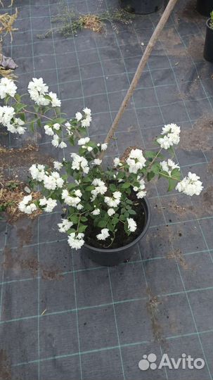 Жасмин махровый Вирджинал