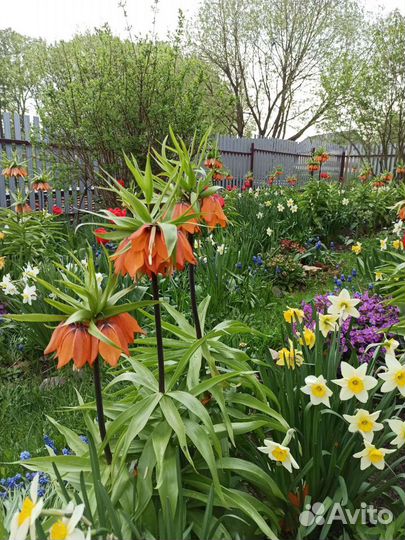 Рябчик императорский