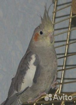 Розелла, Карелла и волнистые попугаи