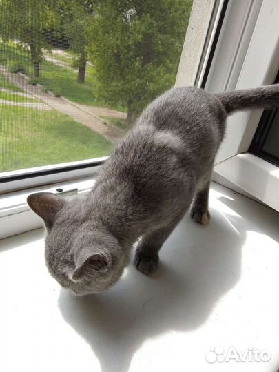 Шотландская кошка