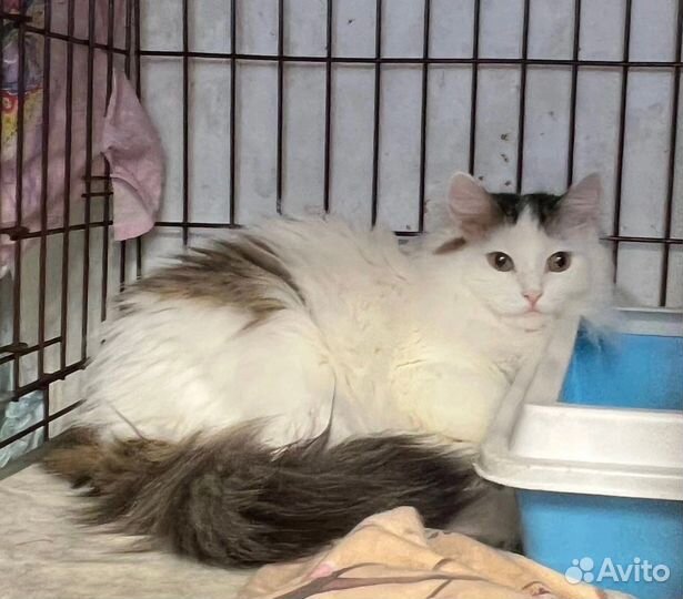 Славный пушистый котик в поисках дома