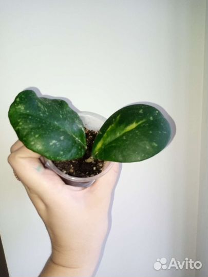 Разные цветы