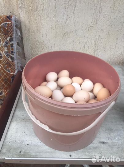 Домашние куриные яйца