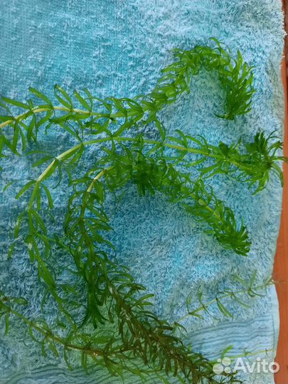 Элодея Канадская