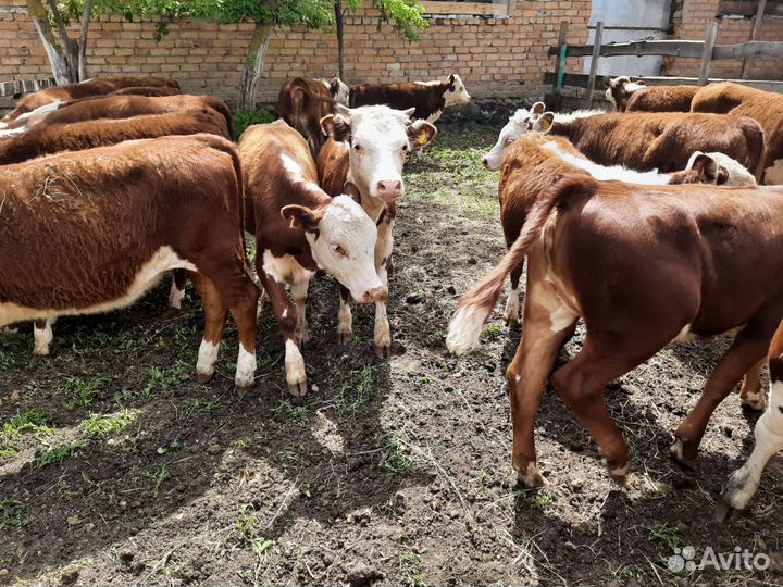 Быки телки от 6 месяцев Герефорды