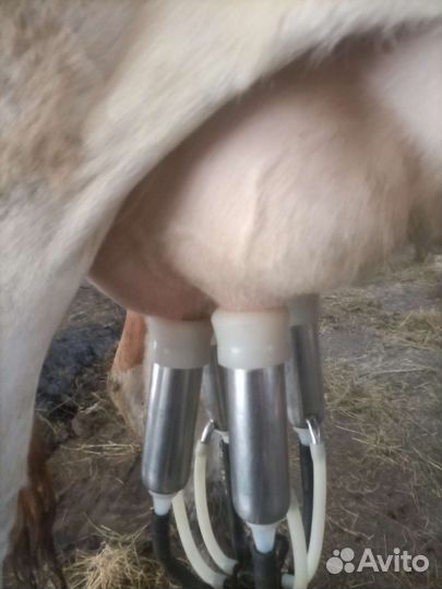 Корова дойная