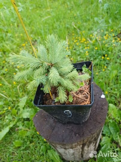 Саженцы ели колючей голубой picea pungens glauca