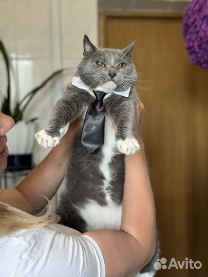 Очень добрый кот из приюта в дар