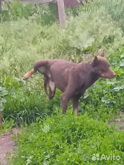 Щенки и собаки