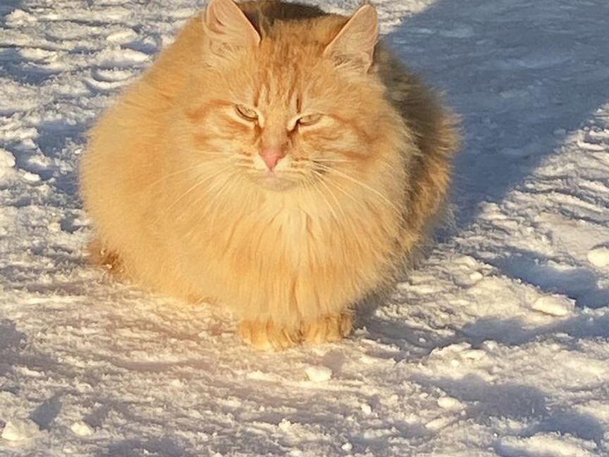 Сибирская кошка бесплатно