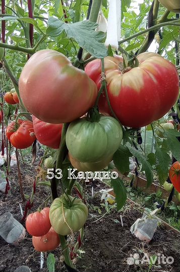 Томаты на еду.Семена коллекционных томатов