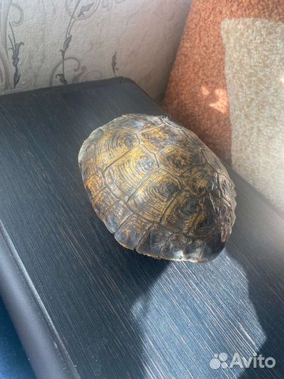 Панцирь черепахи