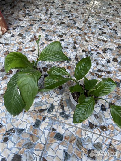 Спатифилум(женское счастье)