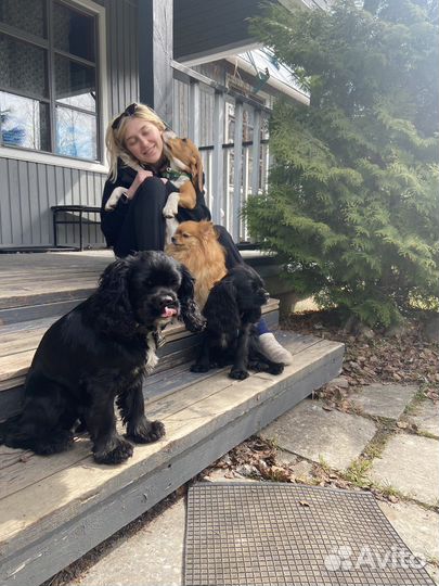 Передержка собак