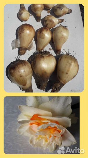 Луковицы жёлтых тюльпанов,нарциссов и крокусов