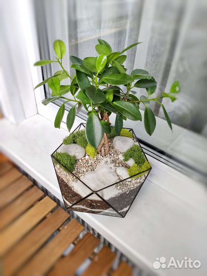 Флорариум Бонсай