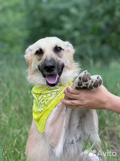 Очень худая собака Лимон