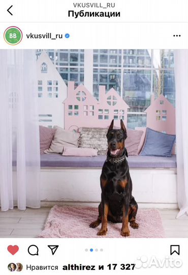 Фотосессия с доберманом, клипы, селебрити и брэнды