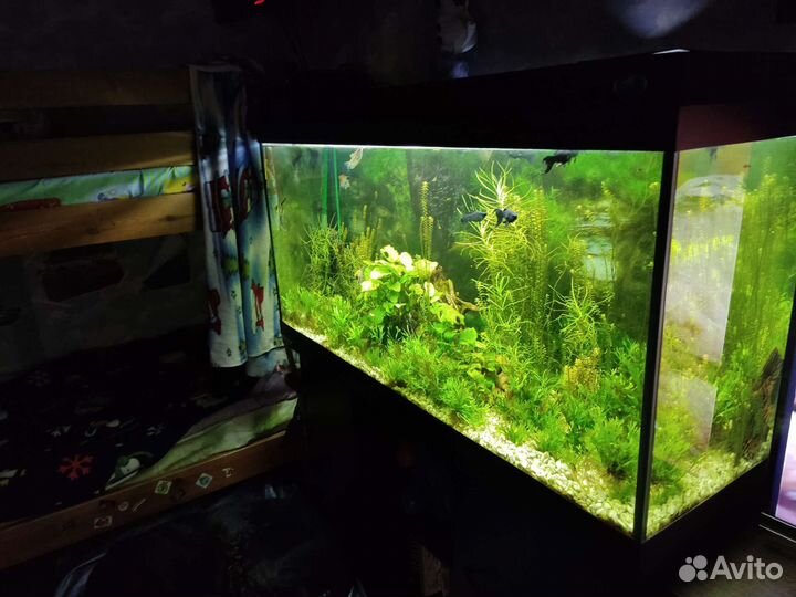Аквариум с рыбками