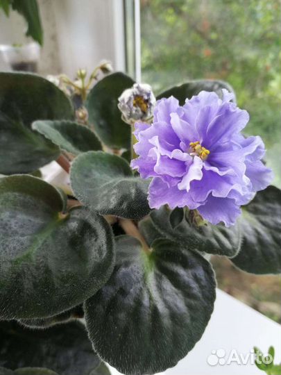 Цветы.Калеосы,лабелии,фикус бэлиз