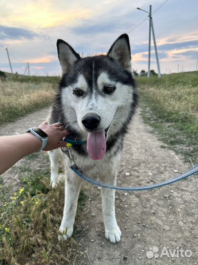 Хаски в добрые руки