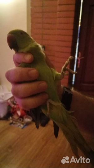 Попугай безщекий и щекастый корелла