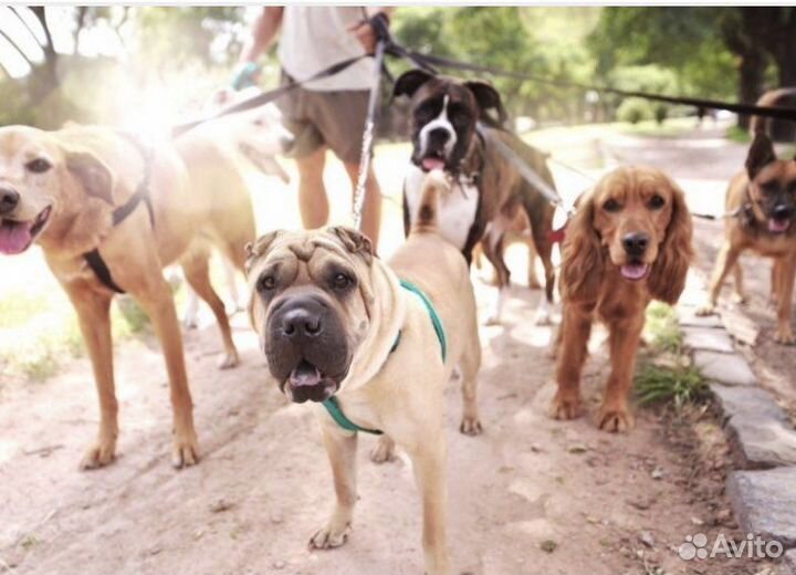 Передержка,выгул собак и уход. Зооняня