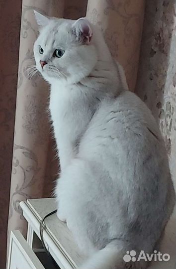 Вязка (есть котята)