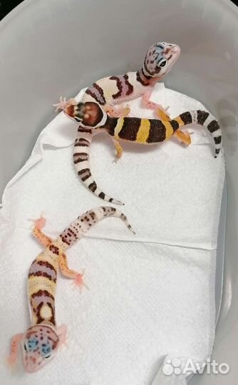 Геккон эублефар