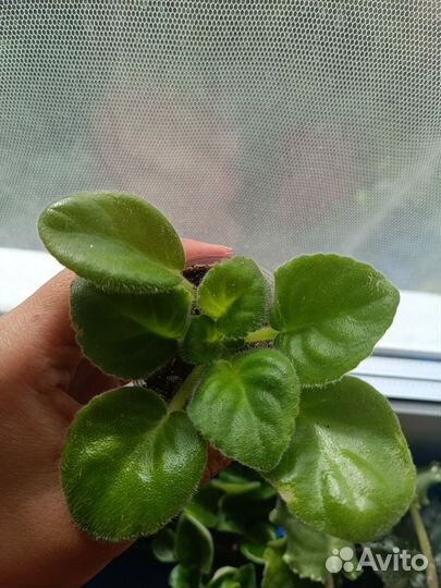 Фиалка махровая белая, толстянку, алоэ