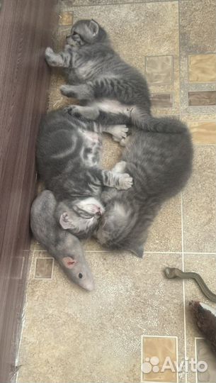Продам котят британцы