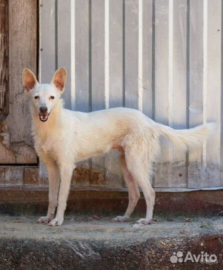 Отдаю собаку Фараона-Пеппи 8 кг в дар