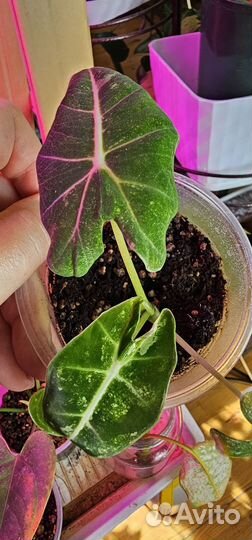 Алоказия фрайдек вариегатная,алоказия бамбино пинк