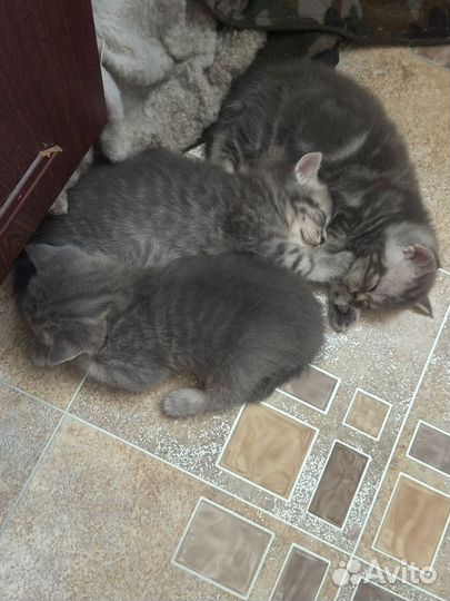 Британская