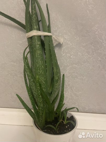 Алоэ трехлетнее