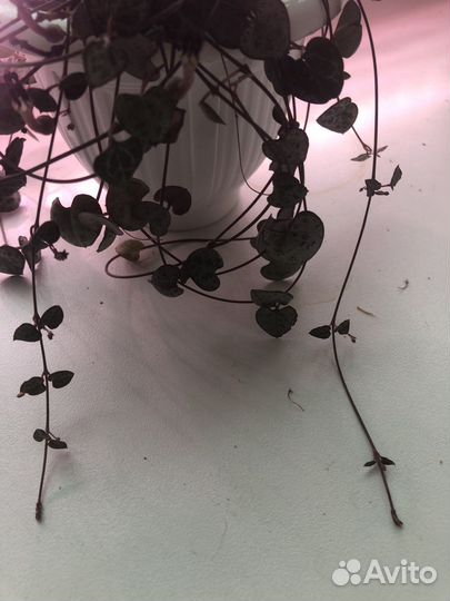 Церопегия вуда