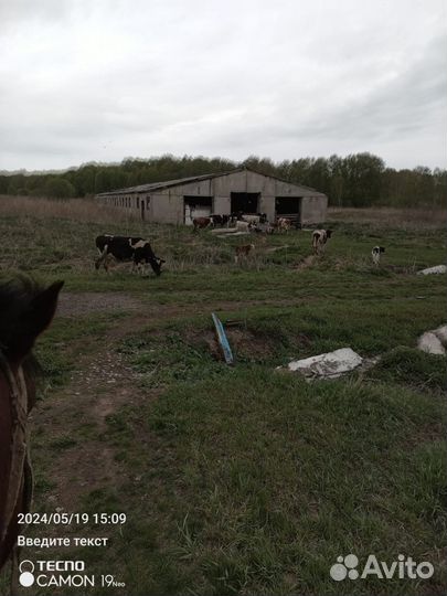 Животноводческая ферма