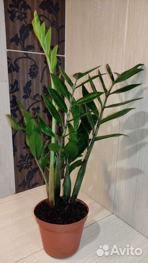 Замиокулькас