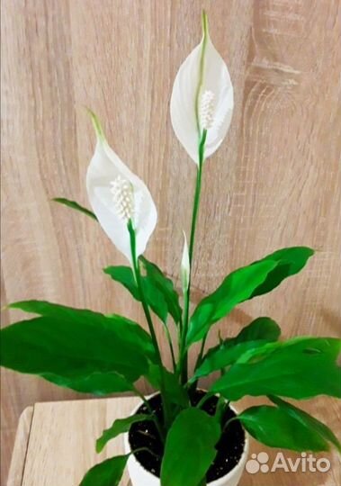 Спатифиллум