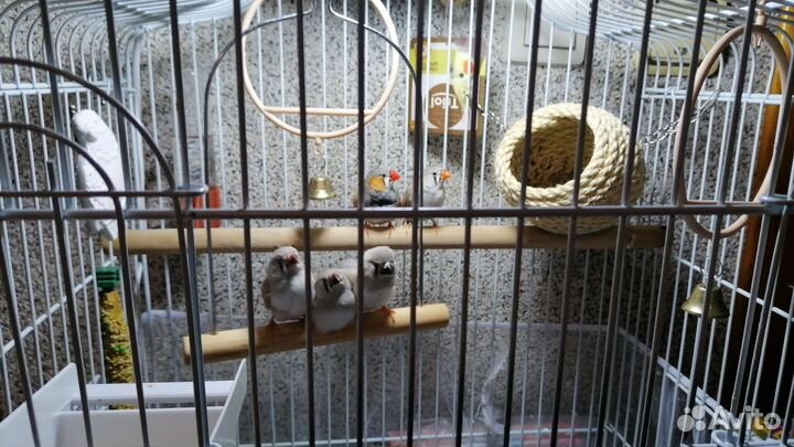 Зебровые амадины