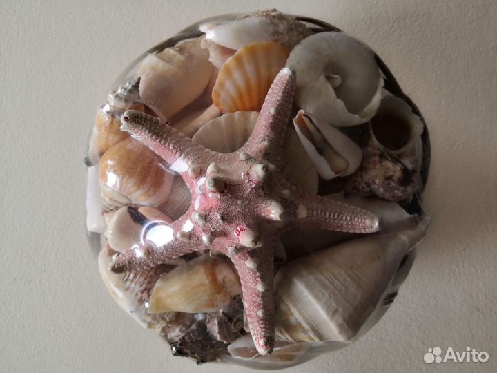 Морские ракушки раковины