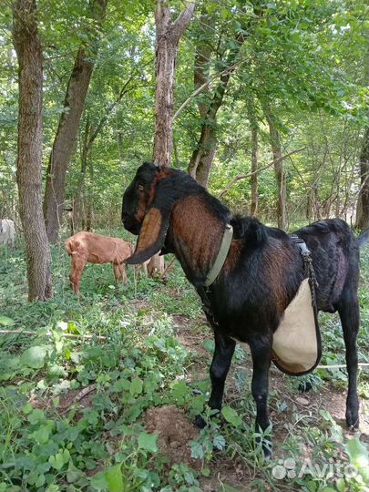 Козлики 100 (англо-нубийский каморе ) 21 р