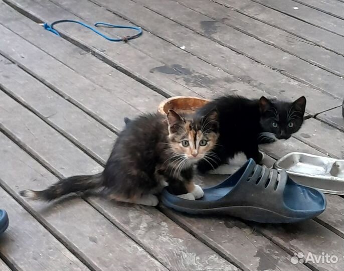 Кошка
