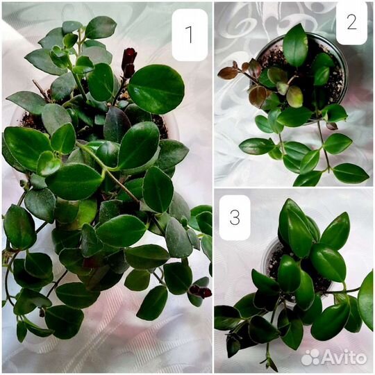 Эсхинантусы разные виды, Гипоцирта