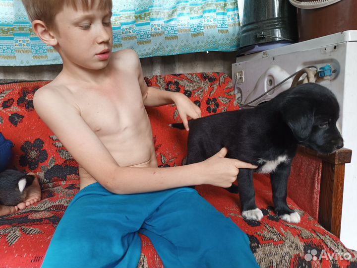 Щенки мелкая порода